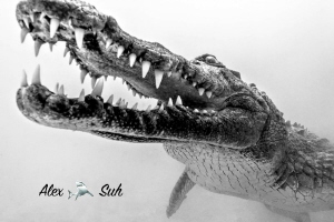 Crocodile diving in Banco Chinchorro, Mexico by Alex Suh 
